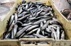 Da "oro del mare" a prodotto di poco valore: il pesce azzurro non lo vuole più nessuno